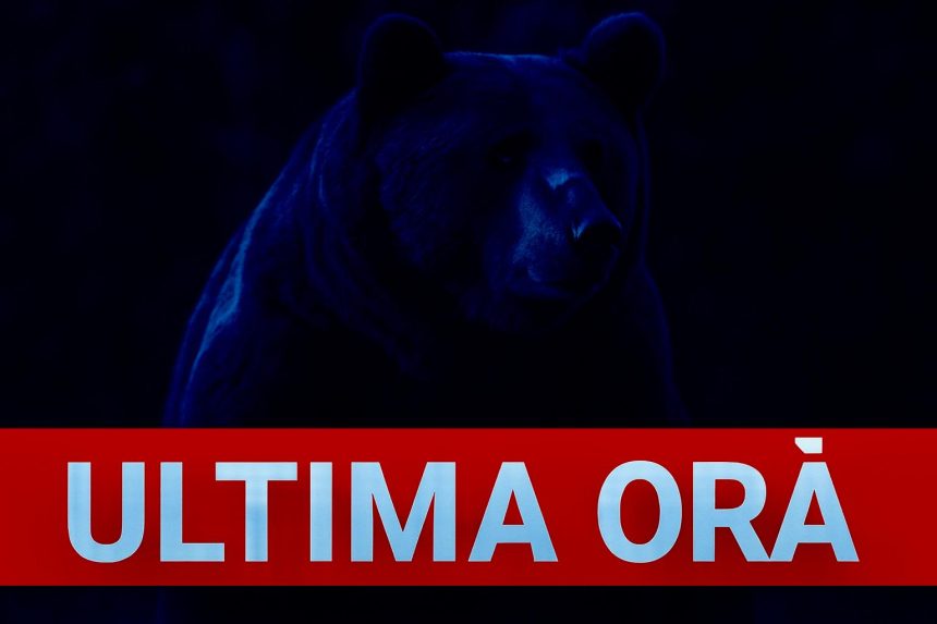 Alert maxim Urs observat lng Piteti