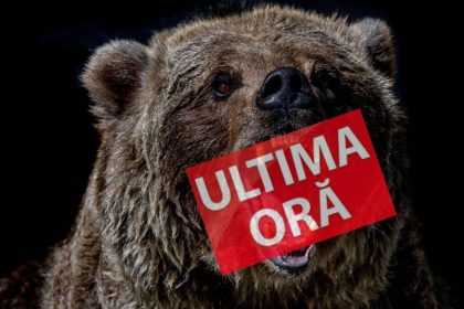 Arge A fost atacat de un urs