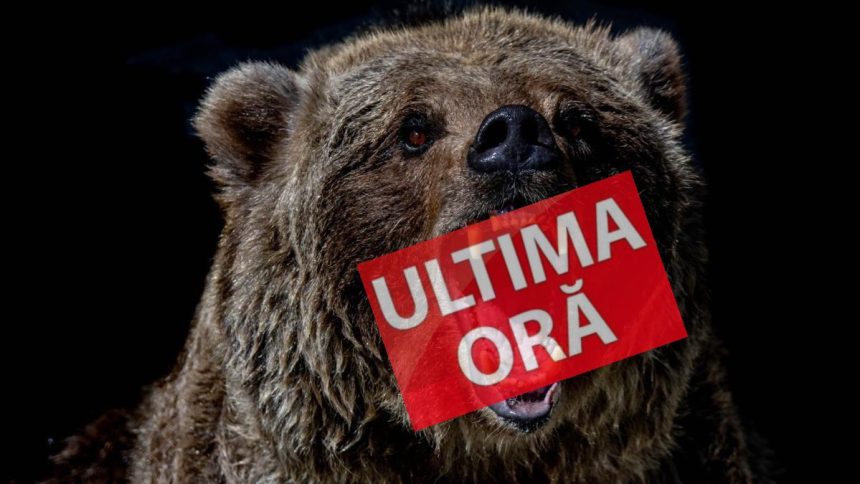 Arge A fost atacat de un urs