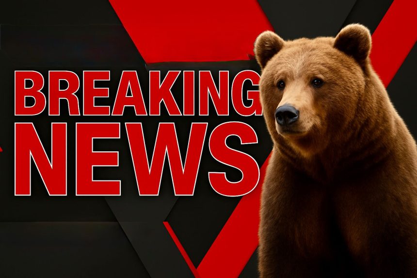 Arges Intalnire periculoasa cu un urs