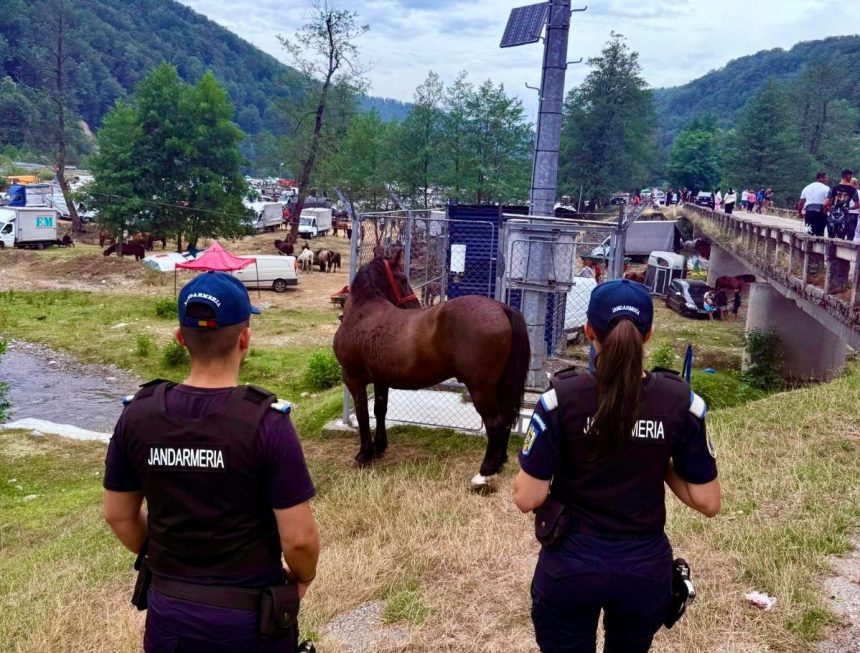 Incredibil dar adevrat Cal furat acum 2 ani