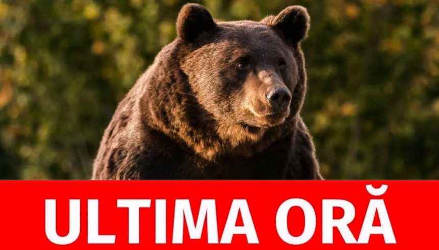 Alerte maxima in Arges Urs periculos urmarit