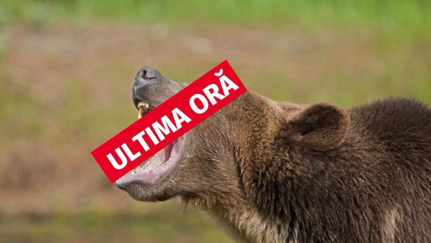 Alt motociclist atacat de urs in arges