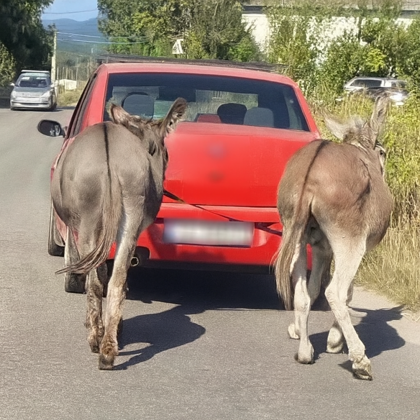 Imagini socante in Arges Magari legati de o Dacie