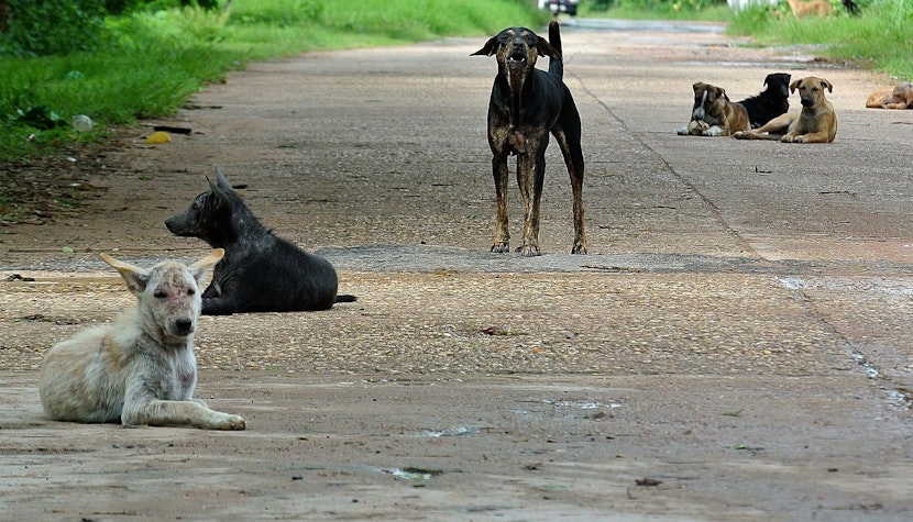 Se schimba legea pentru cainii fara stapan