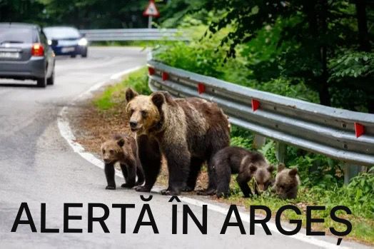 Ursii ataca Argesul Apeluri la 112 in crestere