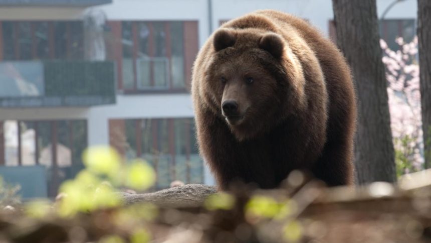 Alert extrem Urs vazut in aceasta dimineata