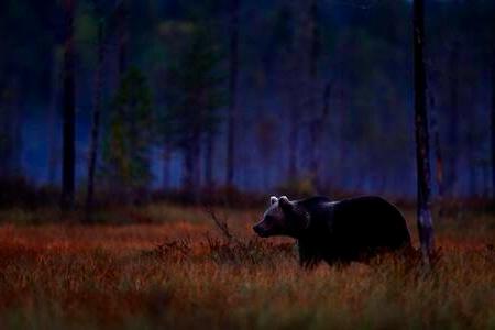 Barbat atacat de urs in Arges noaptea trecuta