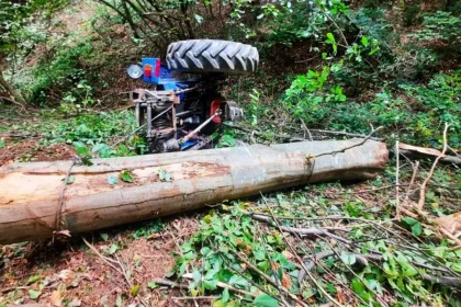 Exclusiv Arges Un arbore l a strivit Este