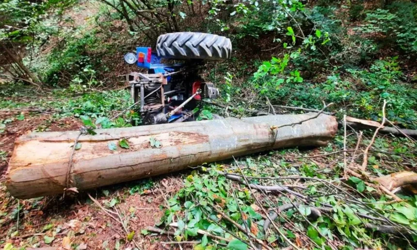 Exclusiv Arges Un arbore l a strivit Este