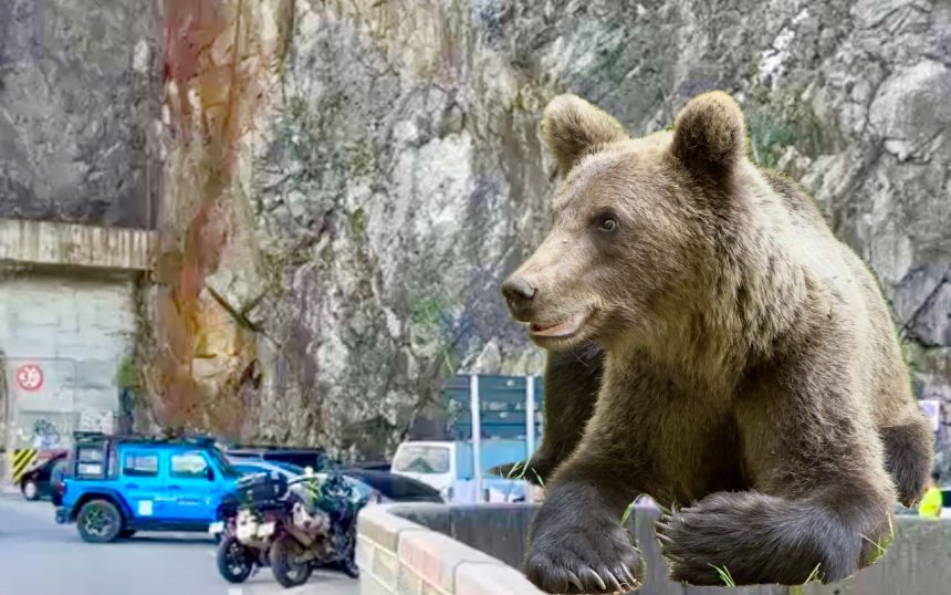 Panica la Vidraru Imaginile sunt accesibile publicului