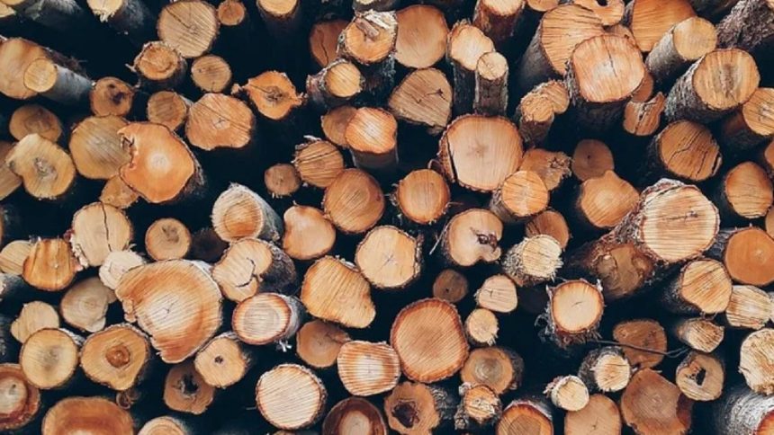 Vine sezonul rece pretul unui metr cub de lemne