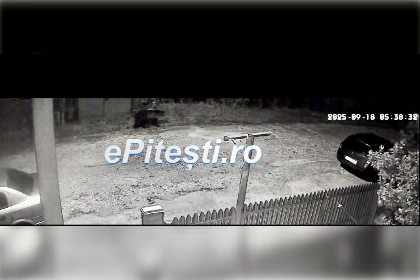 exclusiv imagini cu ursul in dimineata acesta in