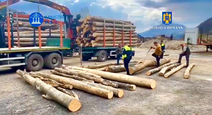 Captura de proportii Transport ilegal de lemn descoperit in