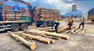 Arges Capturarea transportului ilegal de lemne