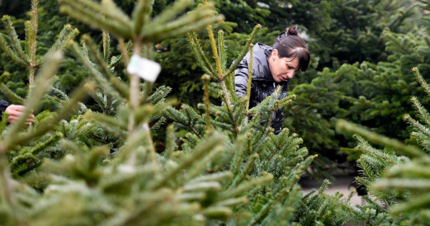 Cat cost a un brad de Craciun in 2025