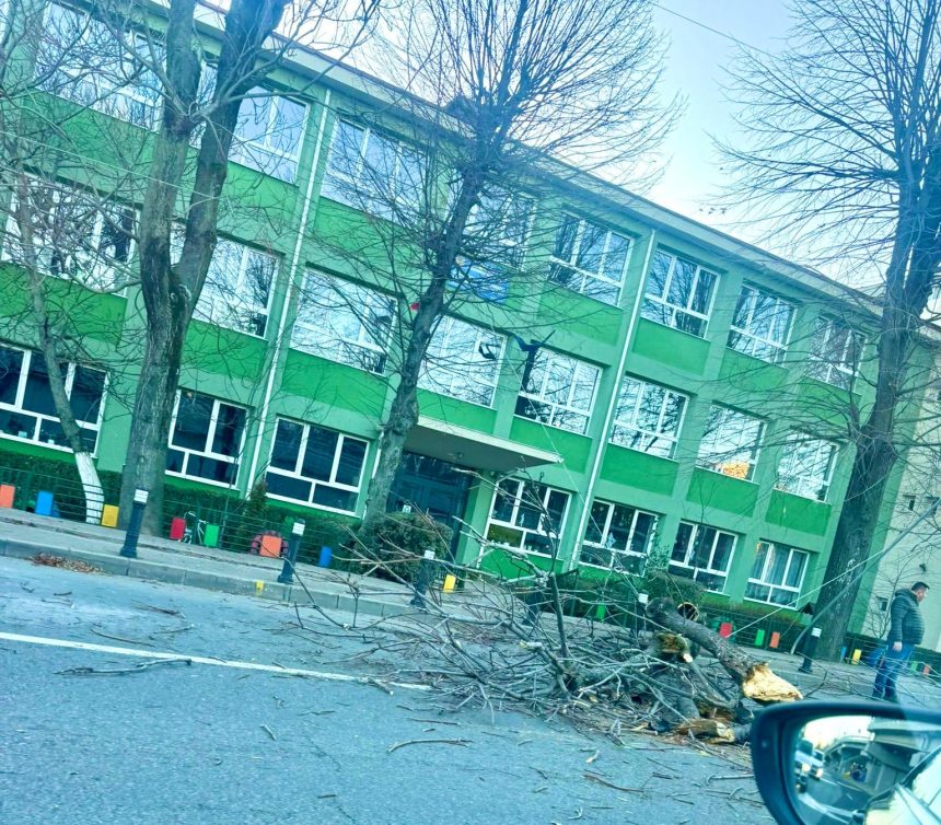 Arbore cazut langa Scoala Tudor Vladimirescu