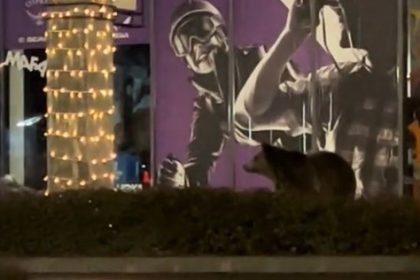 Un urs a fost filmat aproape de un mall din Brasov