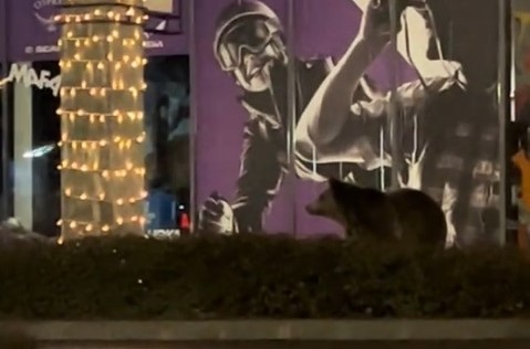 Un urs a fost filmat aproape de un mall din Brasov