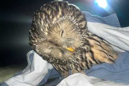 Imagini emoionante din Arge O bufni salvat de tineri