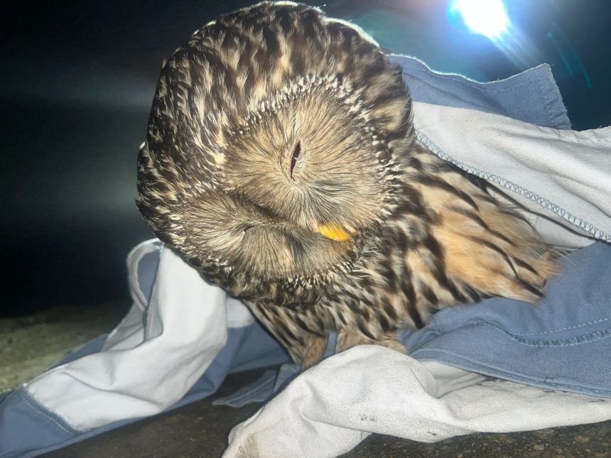 Imagini emoionante din Arge O bufni salvat de tineri