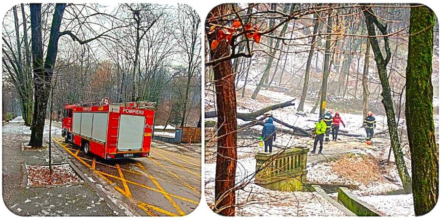 Pericol in Parcul Trivale Copac cazut in zona pietonala