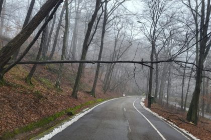Pitesti Copacul prabusit in Parcul Trivale Pericol