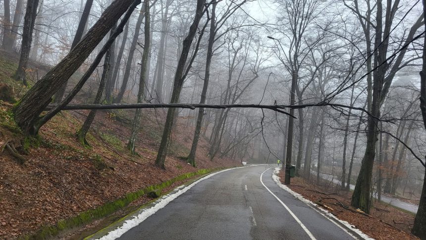 Pitesti Copacul prabusit in Parcul Trivale Pericol