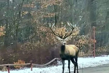 Arges Cerb surprins lang ICN Mioveni