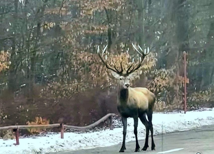 Arges Cerb surprins lang ICN Mioveni