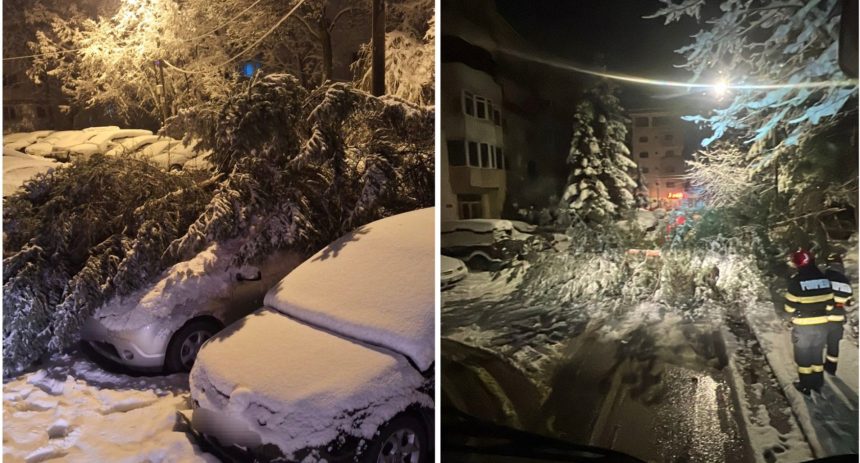 Piteshti Masini avariate de caderi de copaci