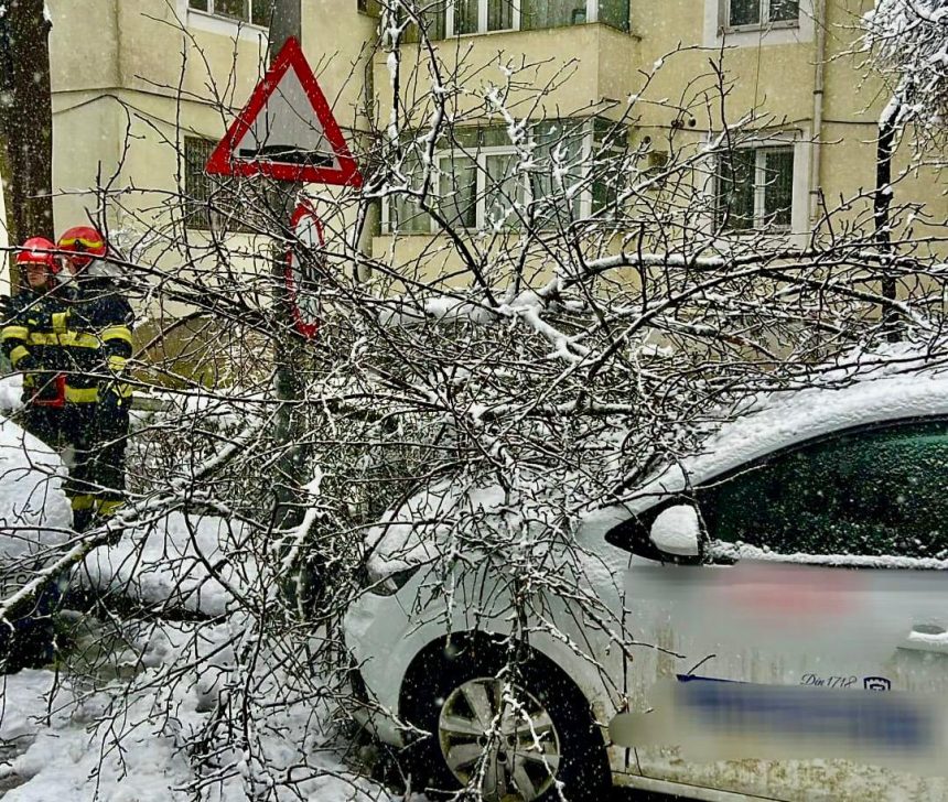Pitesti Logan zdrobit de un copac