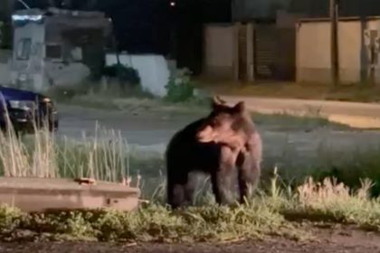 Arge Nu prsii locuinele Urs observat printre case