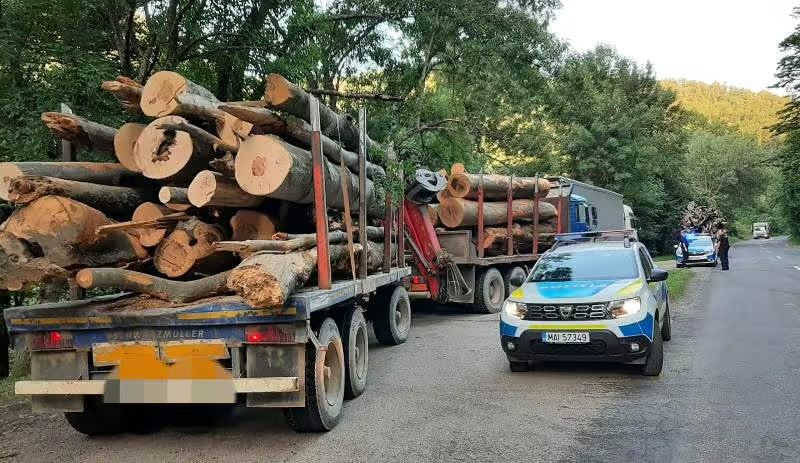 Arges Politistii au surprins transporturi ilegale de lemn in