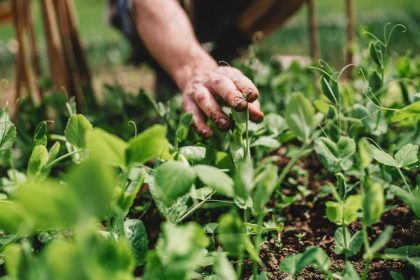Munca in gospodarie ofera pensie si asigurare medicala Cine