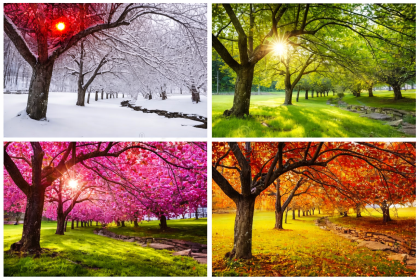 Anomalie Anotimpurile nu mai sunt la fel ca inainte