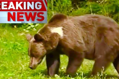 Avertizare Urs in aproape de Pitesti