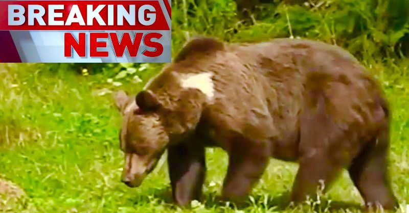 Avertizare Urs in aproape de Pitesti