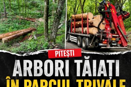 Arbori taiati in Parcul Trivale O situatie grava