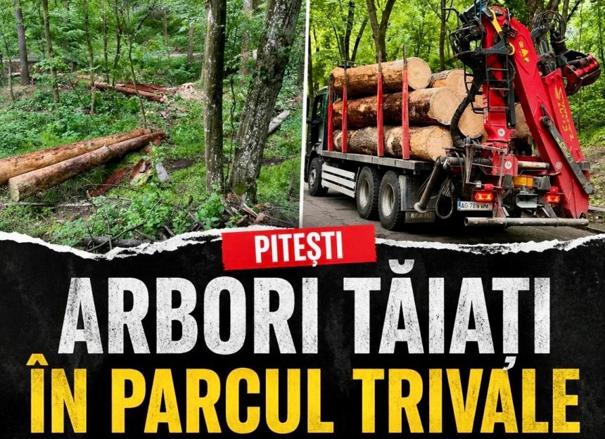 Arbori taiati in Parcul Trivale O situatie grava