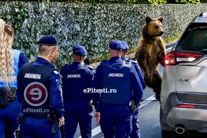 Turistul bulgar ranit de un urs la Vidraru in Arges a primit amenda