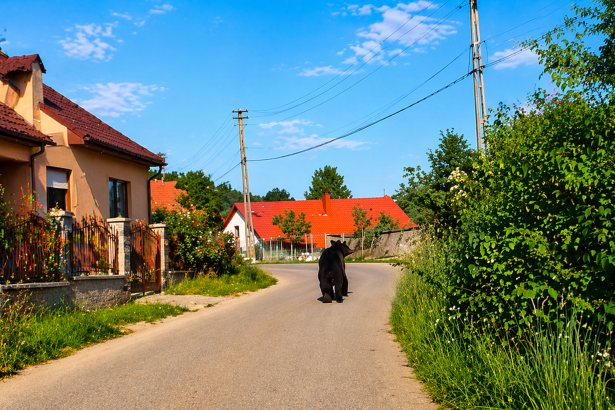 Ziua si ursii Alerte in Arges