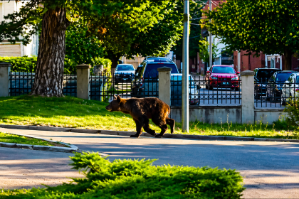 decizie fara precedent pentru ursii din localitati legea a fost adoptata