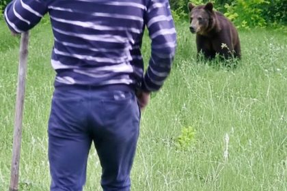 scena uimitoare un barbat a alergat dupa un urs cu o lopata