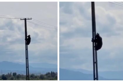 Imagini incredibile Urs urcand pe un stalp de electricitate