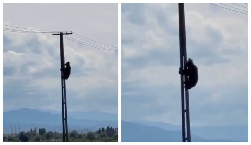 Imagini incredibile Urs urcand pe un stalp de electricitate
