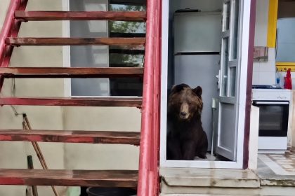 O ursoiaca cu trei pui a intrat de doua ori intr o locuinta