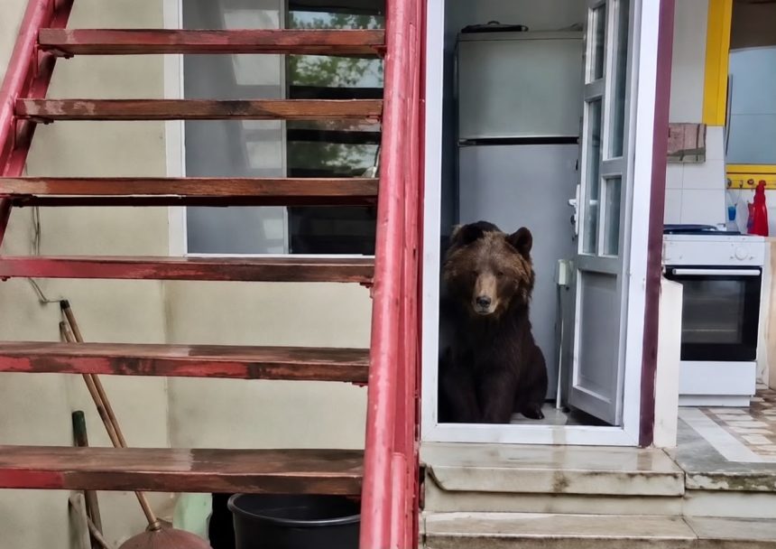 O ursoiaca cu trei pui a intrat de doua ori intr o locuinta