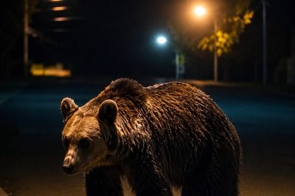 Situatie alarmanta in Arges Un urs a fost vazut intr o anumita zona