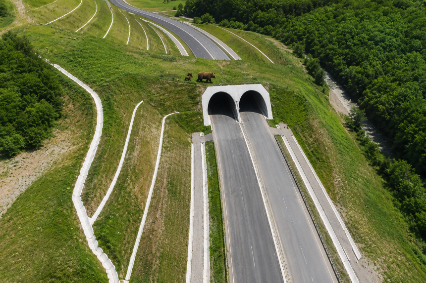 Unda verde pentru tunelul ursilor Pe ce autostrada se va realiza